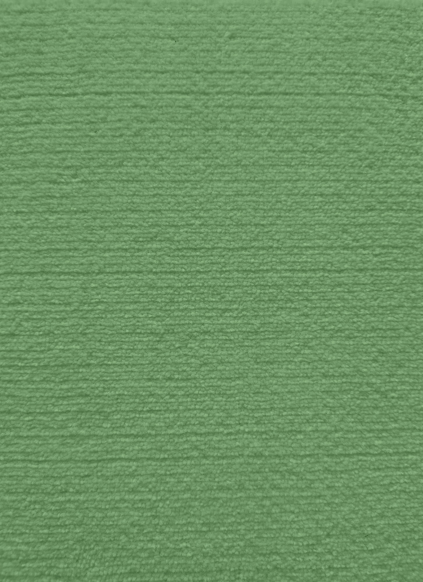fern